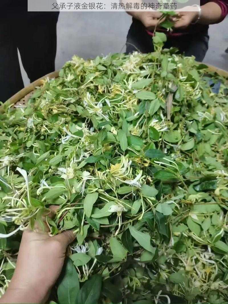 父承子液金银花：清热解毒的神奇草药