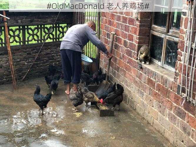 #OldMacDonald 老人养鸡场#